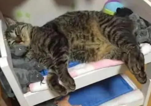 猫咪躺床上睡觉，主人在旁边放了老鼠玩具，猫咪醒来时表情太逗