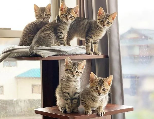 五只小奶猫竟神同步做出这一动作，萌化网友：五倍的可爱呀！