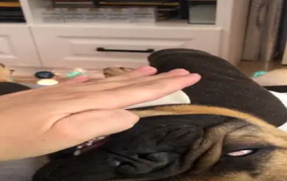 主人想打醒睡着的狗，没想到狗突然醒了：早就防着你呢！