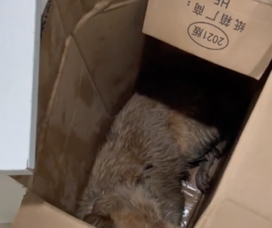 走丢的狗狗被人投毒晕倒，仍拼命爬到快递站求救