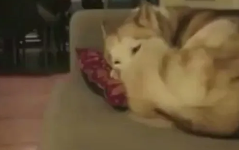 猫咪把哈士奇当成了垫子，上去之前还要先按一按软不软