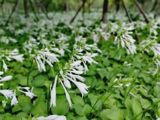 探秘玉簪花开月，一睹夏日清新之美