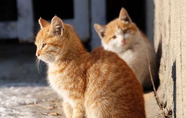 小区里的流浪猫抓伤业主 物业公司该不该担责？