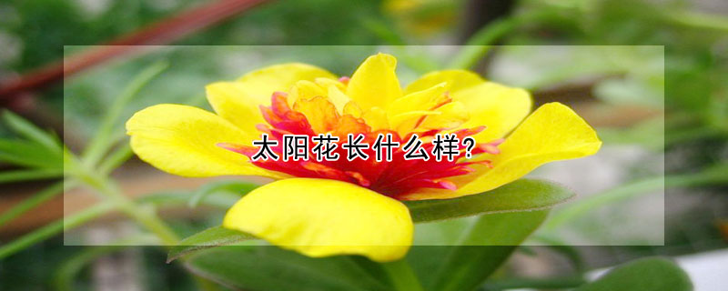 太阳花长什么样?