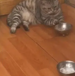 猫咪吃完还想吃，用爪子扒拉饭碗暗示铲屎官：你看这碗有多空