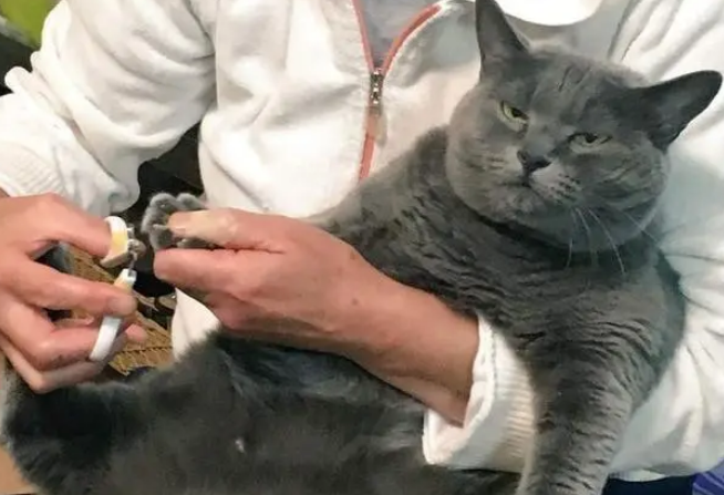 岁月是猪饲料？网友晒自己收养的流浪猫，可爱小猫长成“大叔”