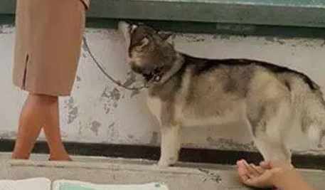 为了孩子们的学习，老师脑洞大开把家里哈士奇带到学校