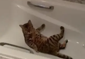 猫咪在浴缸里乱扑腾，被主人“撞破”后一脸尴尬