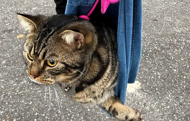 马麻献吻遭拒不放弃，可爱反击就是要亲到，喵：你得不到我的心！