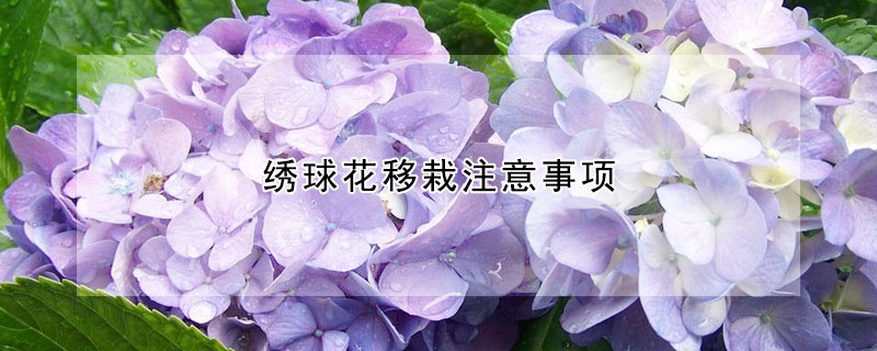 绣球花移栽注意事项