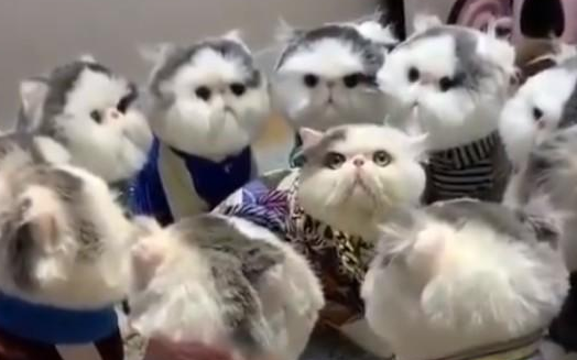 宠主做了一堆跟猫咪一模一样的玩偶，猫咪：感觉要被群殴