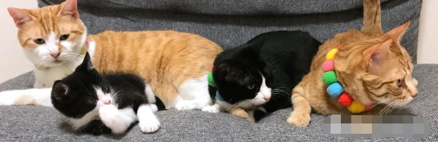 橘猫好心给小猫舔毛，它却做出这一举动...橘猫：我是谁我在哪？