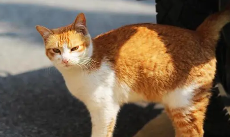 橘猫每天一大盆食物却消瘦露骨，原来私下养了个“小情人”，笑喷