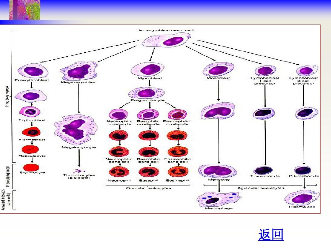 天津血液研究所全名叫什么_天津血液学研究所_天津血液研究所