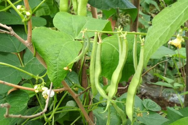 四季豆种植时间和方法温度