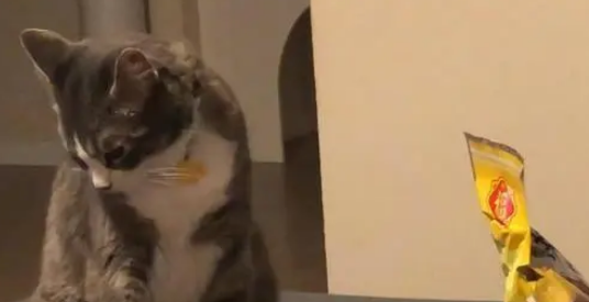 主人吃光零食一口都没给猫咪留，猫咪生气扭过头：本喵不喜欢你了