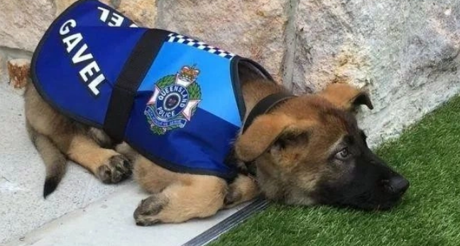 美国CIA警犬因表现不佳惨遭“退学”！网友大呼理解