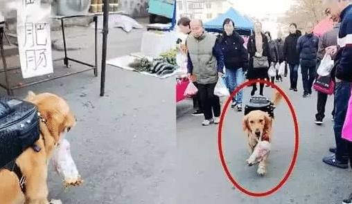 金毛拿着一百块去买烤鸭，走在路上被围观，看这身打扮，家里有矿