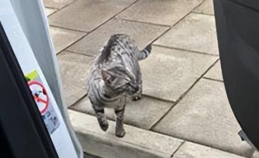 被流浪猫拦车，长得和自家猫很像，下车一看…TM就是我的