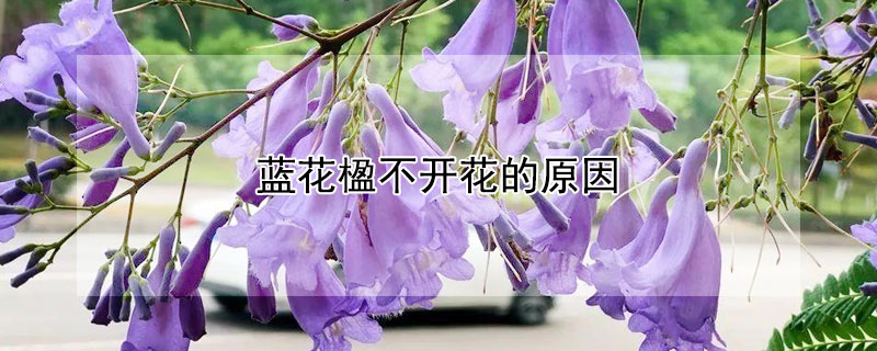 蓝花楹不开花的原因