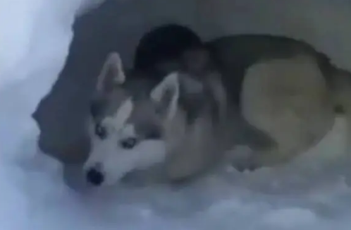 哈士奇第一次见到雪，于是上前就是一口
