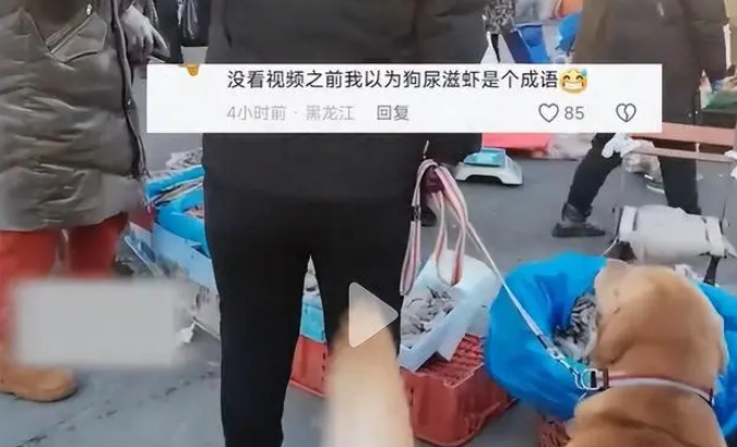 痛快了？辽宁狗尿 滋虾拒赔偿后续：摊主说咋地就咋地！