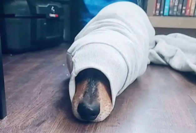 腊肠犬总是在家中无故消失，找到后笑翻：怪不得叫“腊肠”...