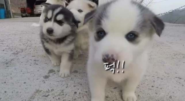 田园犬被“二哈”嚯嚯了，主人找上门，奶狗的长相就是证据