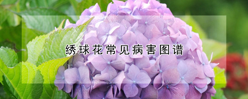 绣球花常见病害图谱