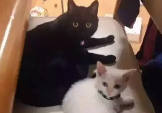 宠主担心家里的黑猫孤单，于是新买了一只猫咪，半年后……