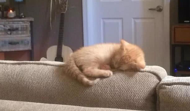 半年前捡回一只瘦弱的猫，没想到半年后竟长成这样，果然大橘为重