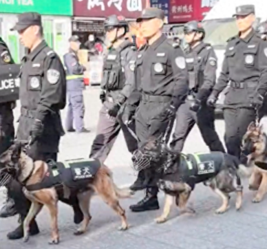 在一群德牧警犬中发现了只柯基警犬