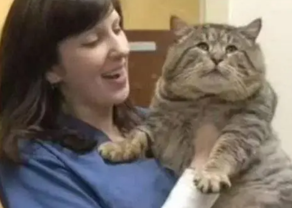 流浪猫无意中进入“粮仓”，被发现的原因太逗：吃太胖卡在狗洞里