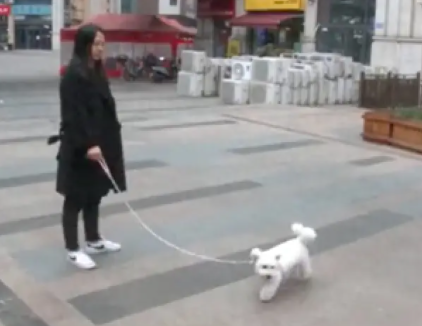 女士想养只小型犬，结果老板承诺的比熊犬却越长越大