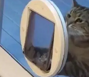 猫咪太胖钻不过“猫门”，直到看到这一幕，才发现被它骗了