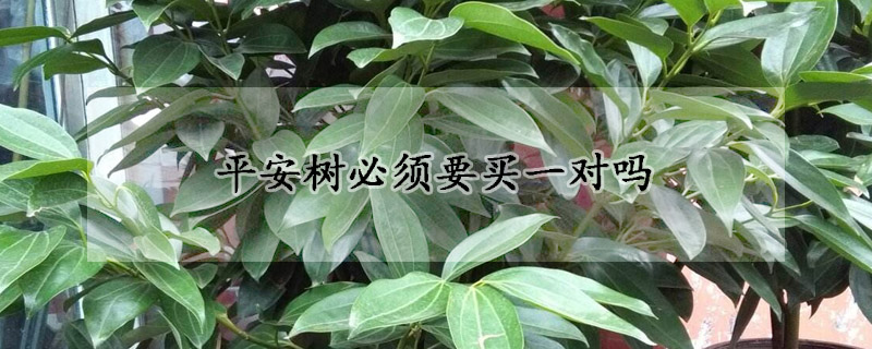 平安树必须要买一对吗