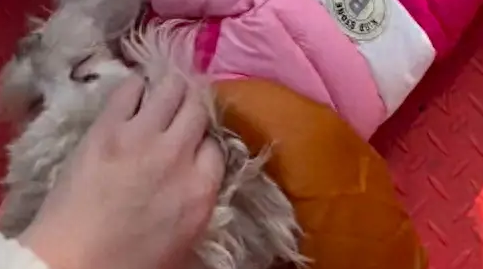 狗狗晒太阳时被人踢了一脚，回来路上都小心翼翼，留下心理阴影了