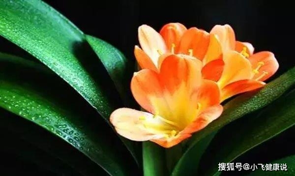 身份证号计算公式_公式证身份计算号怎么填_公式证身份计算号是什么