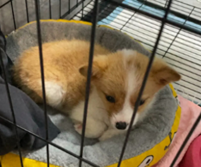 花600块钱买的柯基犬，长大却变成了串串狗！