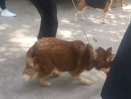 哈士奇刚下狗肉车就恢复本性，看到集市里的鸽子眼睛就发光