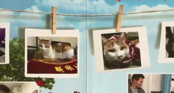 橘猫当上了“公务员”，业务能力出色，走上了猫生巅峰啊