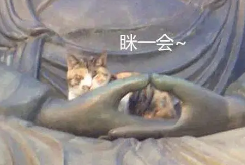 远远看到佛像手里有东西，走近一看笑喷，这猫有佛缘