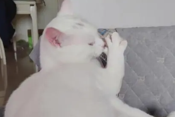猫：你拉我干啥，放手，女主人：你起来！这是我老公！