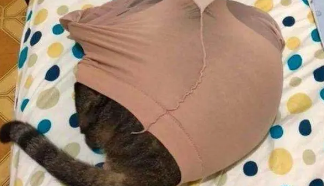 铲屎官刚回到家，就听到猫咪的求救声