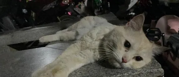 散步时看见走丢8个月的猫，铲屎官落泪：对不起我来晚了！