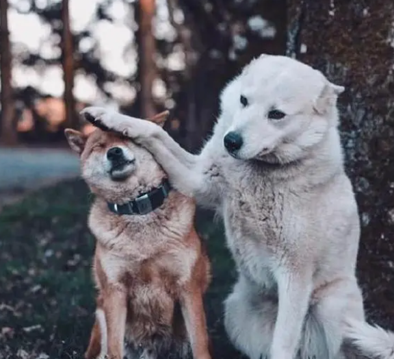 狗子的嫉妒心太强了，趁主人拍照实力抢镜，一爪子扇懵了柴犬！