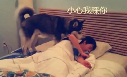 让二哈去喊男友起床却半天没回，女子觉得奇怪，开门一看差点气晕