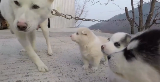 田园犬被“二哈”嚯嚯了，主人找上门，奶狗的长相就是证据