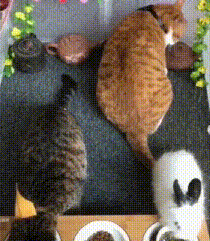 橘猫是意识到自己太胖了？小伙伴吃的欢快，自己却默默待在角落