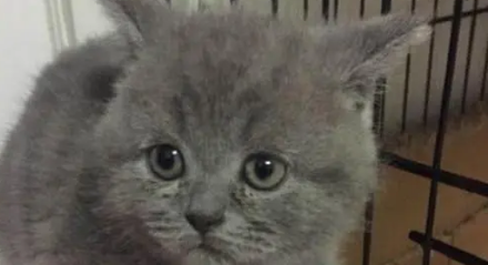女子在网上买了只蓝猫，刚开始挺萌，养大后想退货：这猫我吸不了